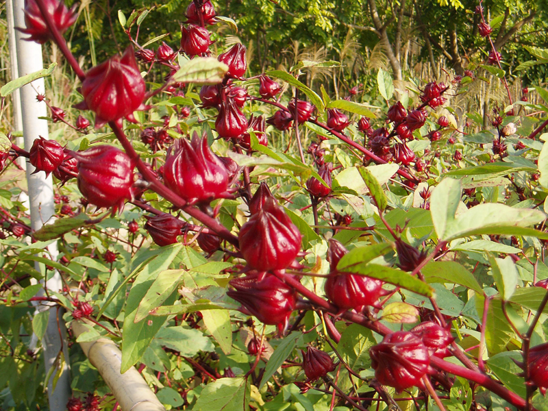 Cómo preparar té de hibisco para desinflamar el cuerpo